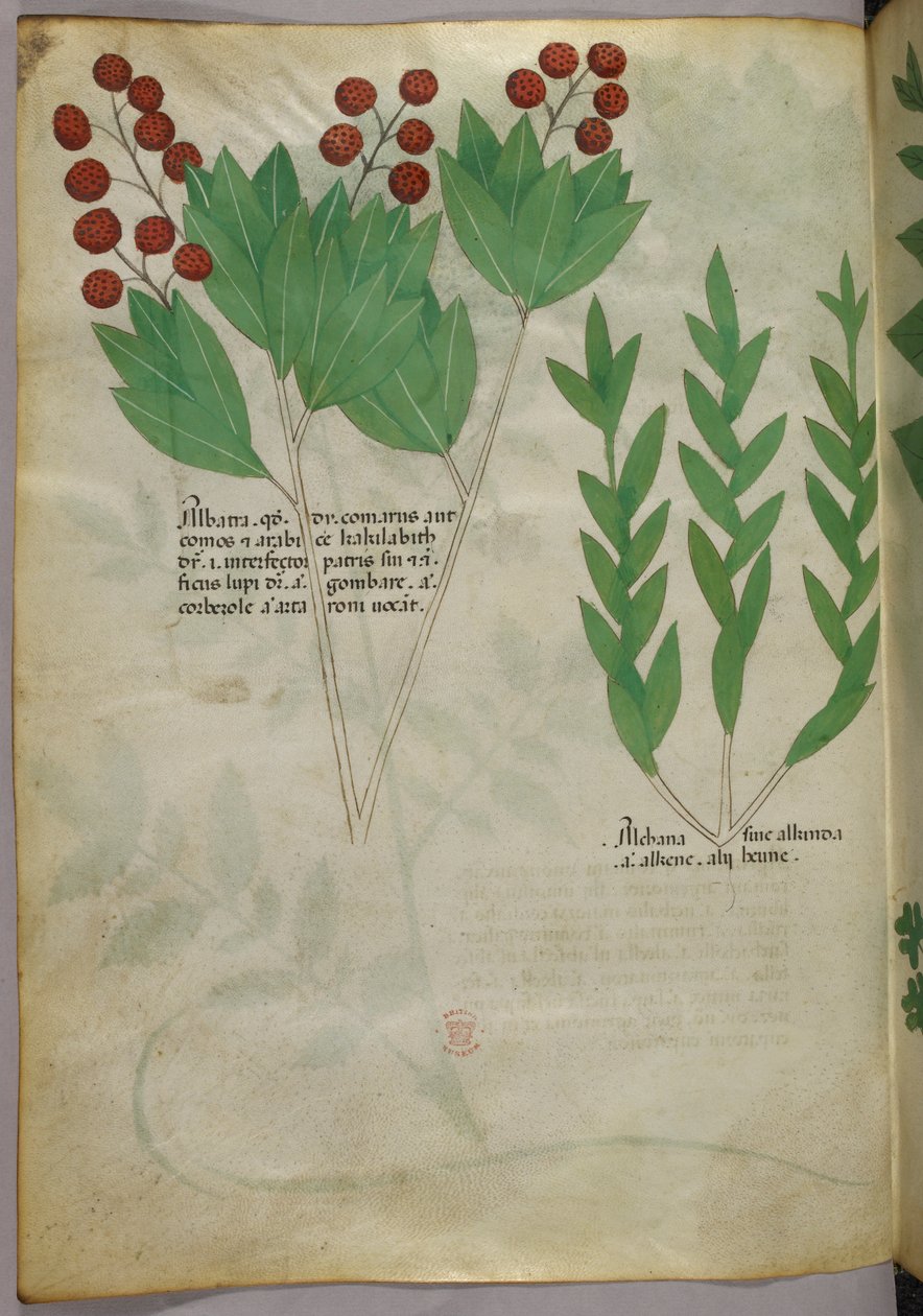 Botanisk illustration, ca. 1440 (blæk og farve på pergament) af Italian School