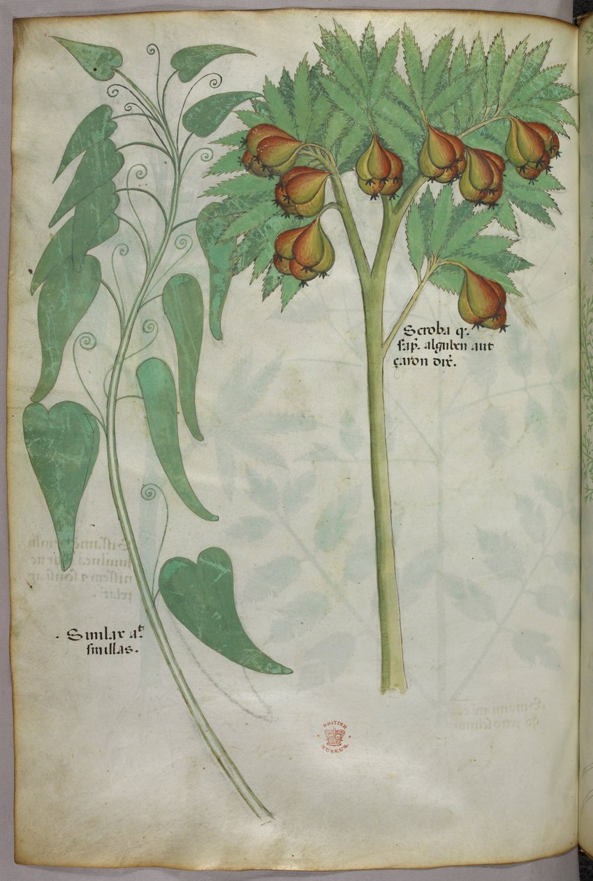 Botanisk illustration, ca. 1440 (blæk og farve på pergament) af Italian School