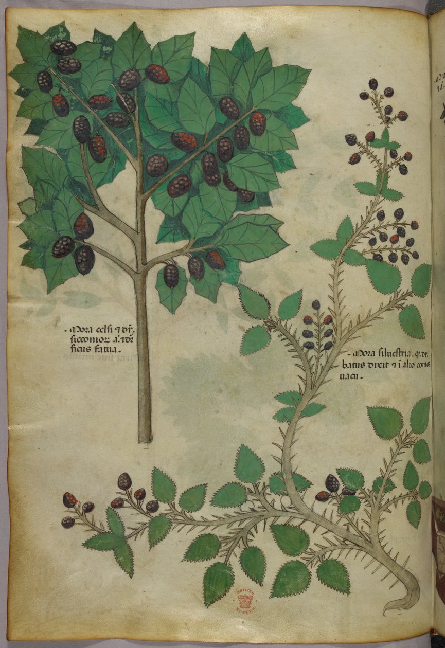 Botanisk illustration, ca. 1440 (blæk og farve på pergament) af Italian School