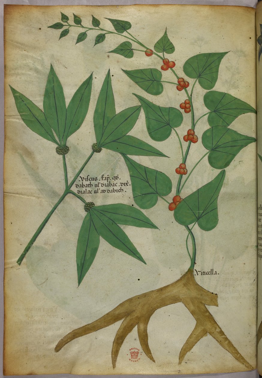 Botanisk illustration, ca. 1440 (blæk og farve på pergament) af Italian School