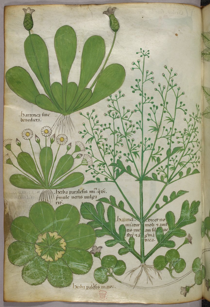 Botanisk illustration, ca. 1440 (blæk og farve på pergament) af Italian School