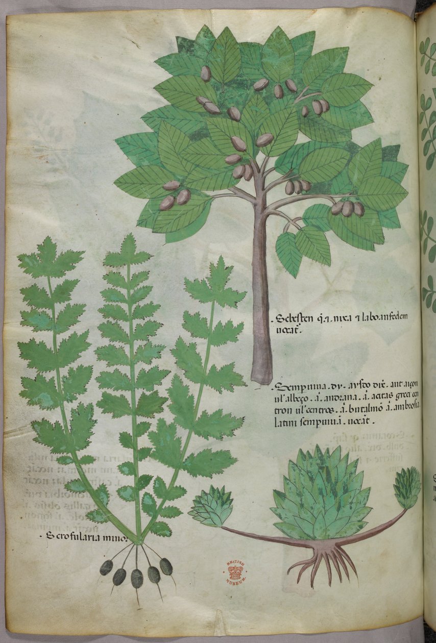 Botanisk illustration, ca. 1440 (blæk og farve på pergament) af Italian School