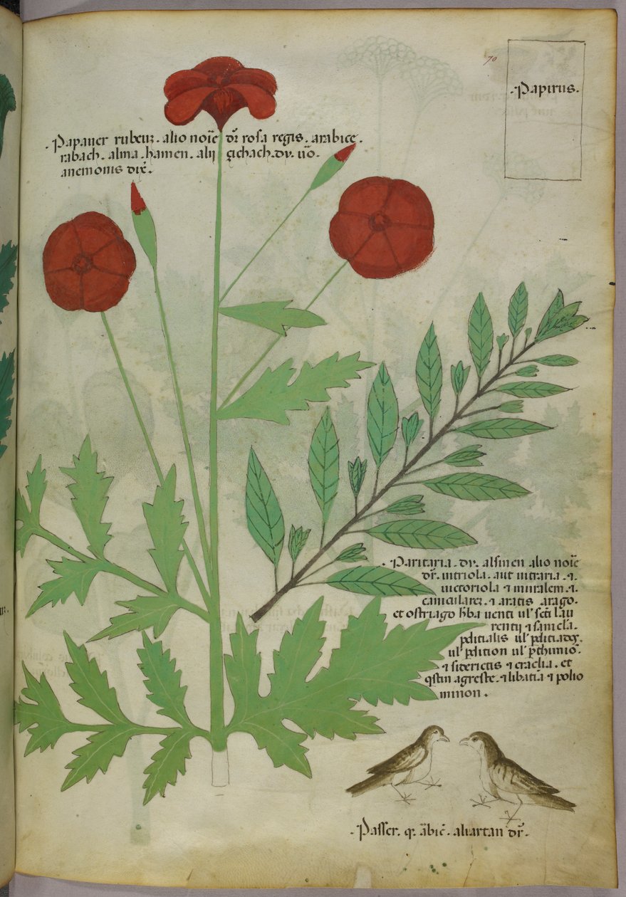 Botanisk illustration, ca. 1440 (blæk og farve på pergament) af Italian School