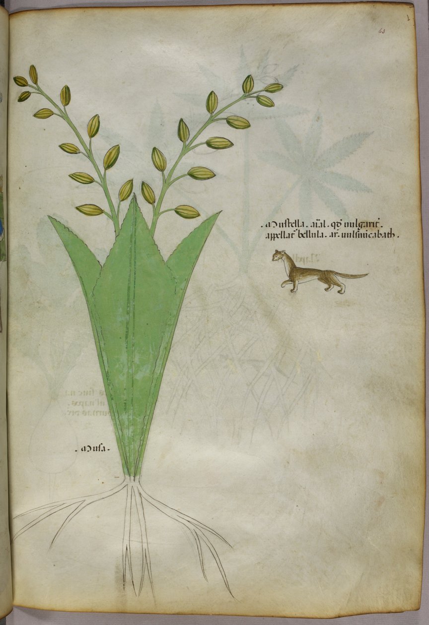 Botanisk illustration, ca. 1440 (blæk og farve på pergament) af Italian School