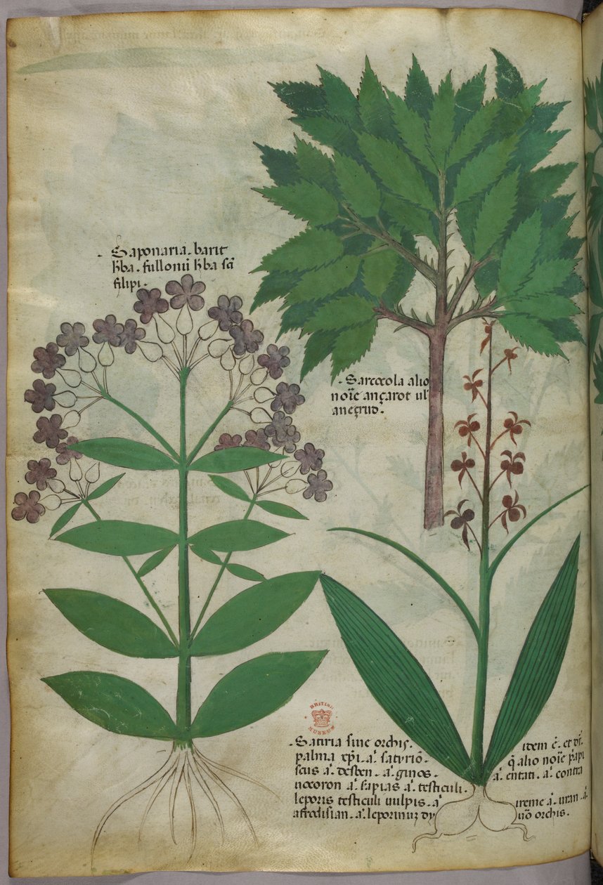 Botanisk illustration, ca. 1440 (blæk og farve på pergament) af Italian School