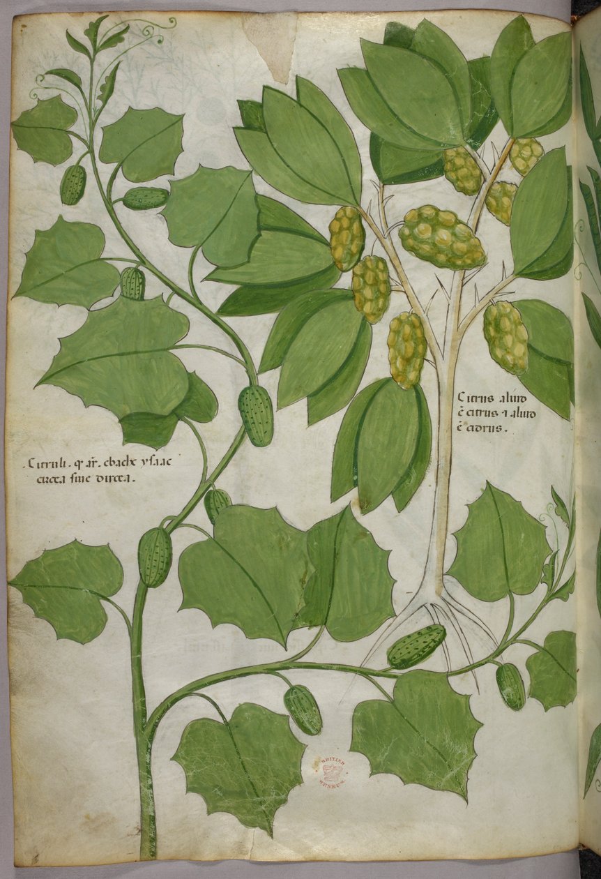 Botanisk illustration, ca. 1440 (blæk og farve på pergament) af Italian School