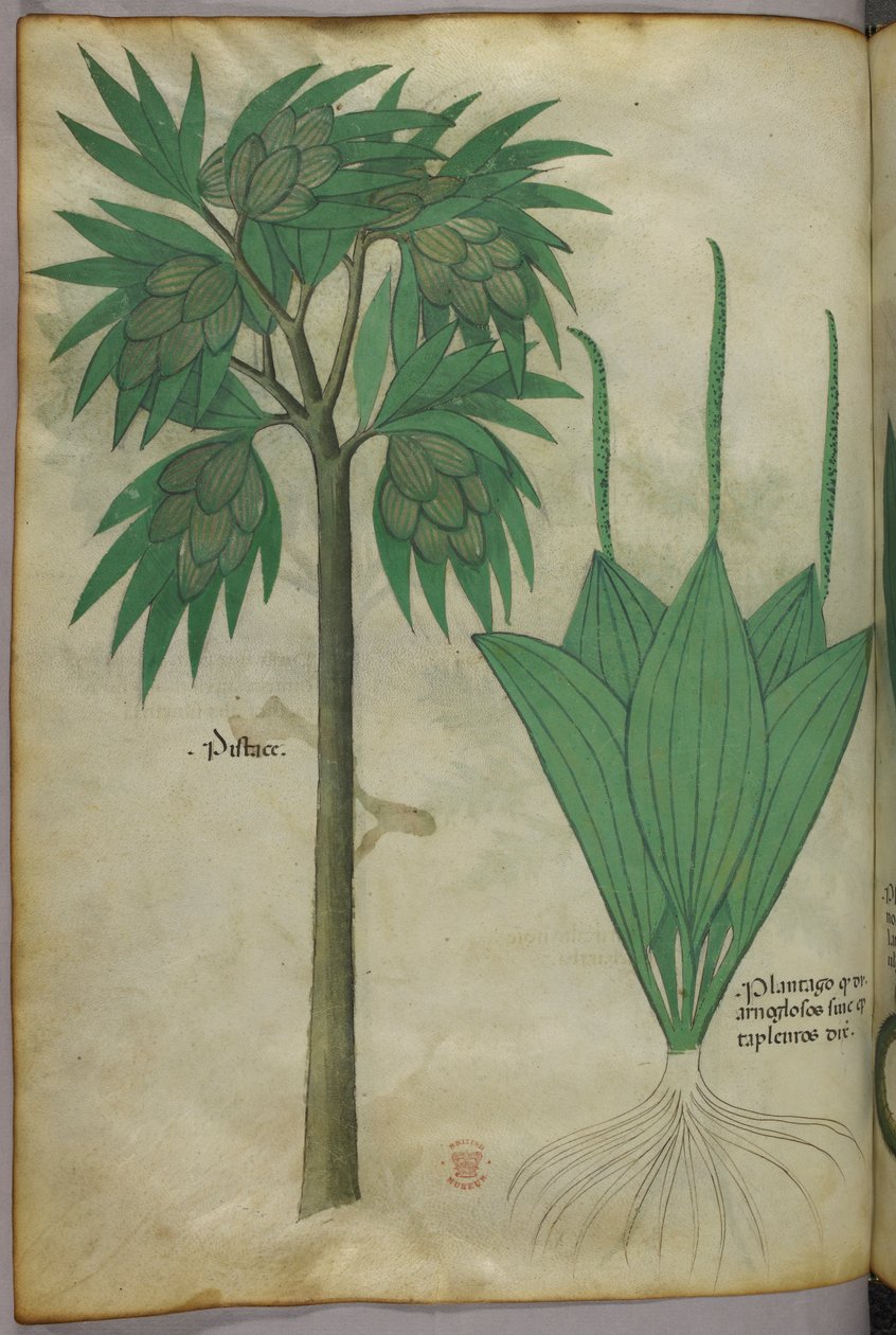 Botanisk illustration, ca. 1440 (blæk og farve på pergament) af Italian School