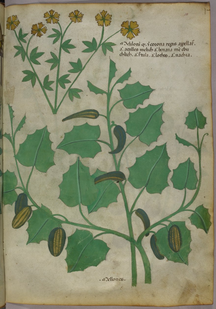 Botanisk illustration, ca. 1440 (blæk og farve på pergament) af Italian School