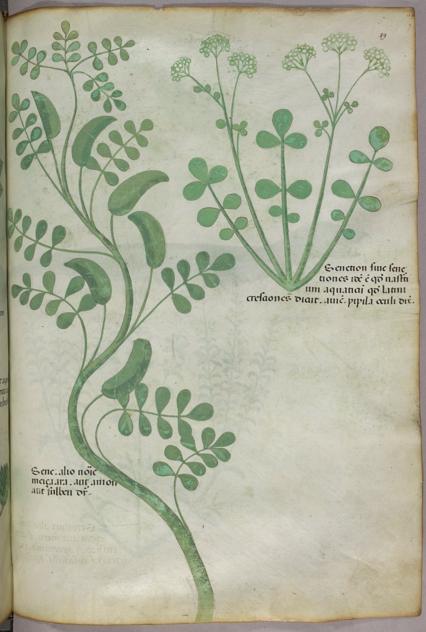 Botanisk illustration, ca. 1440 (blæk og farve på pergament) af Italian School
