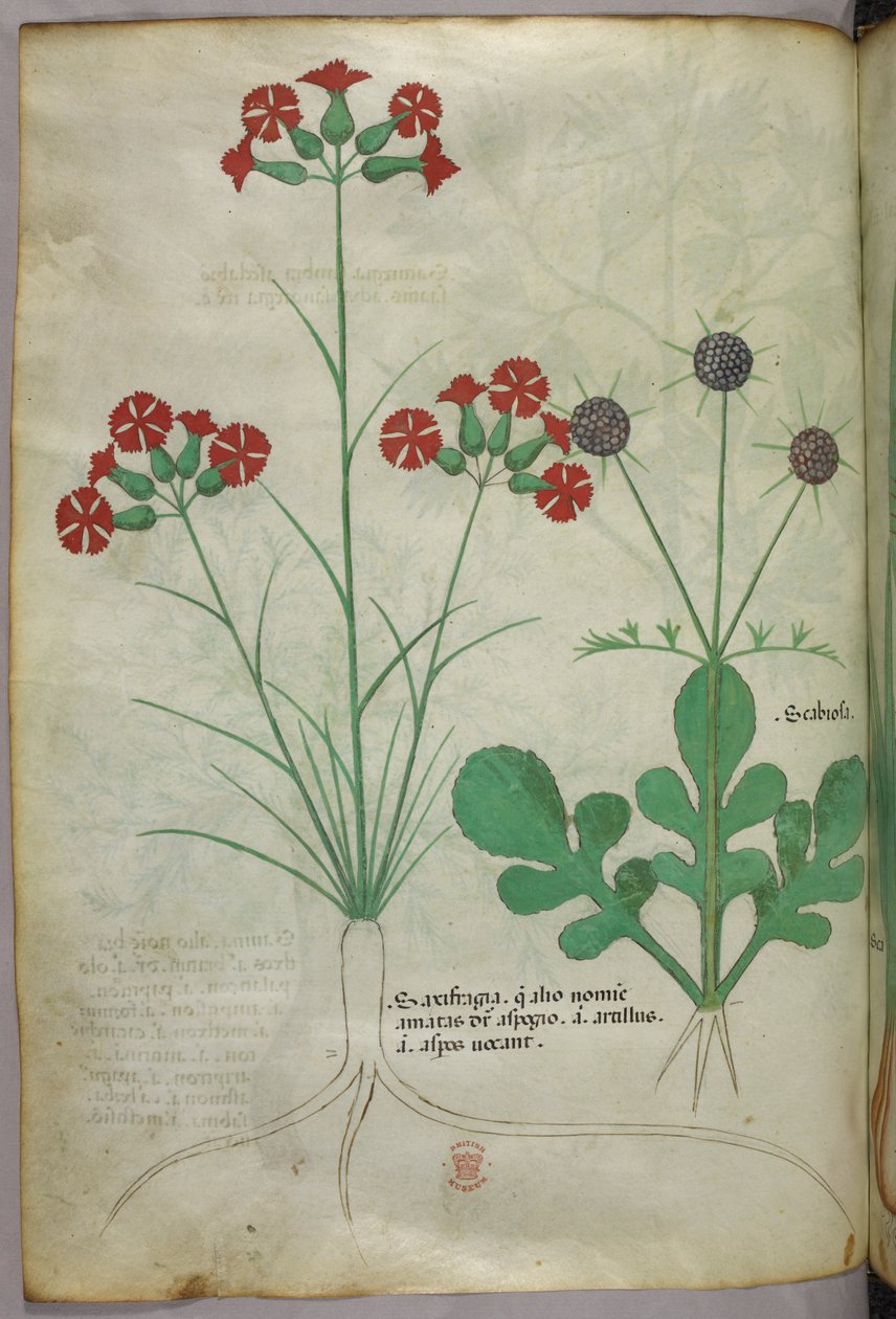 Botanisk illustration, ca. 1440 (blæk og farve på pergament) af Italian School