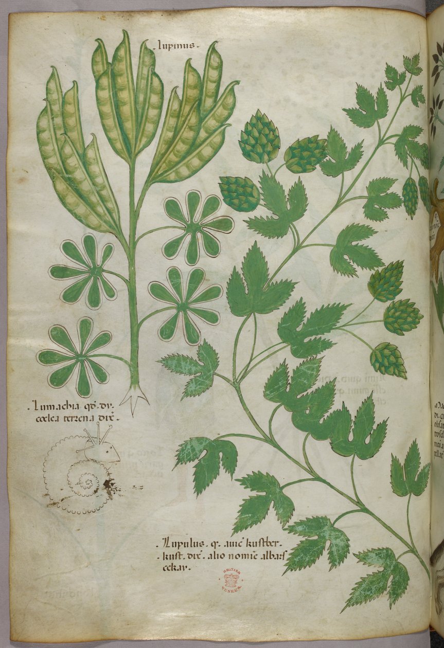 Botanisk illustration, ca. 1440 (blæk og farve på pergament) af Italian School