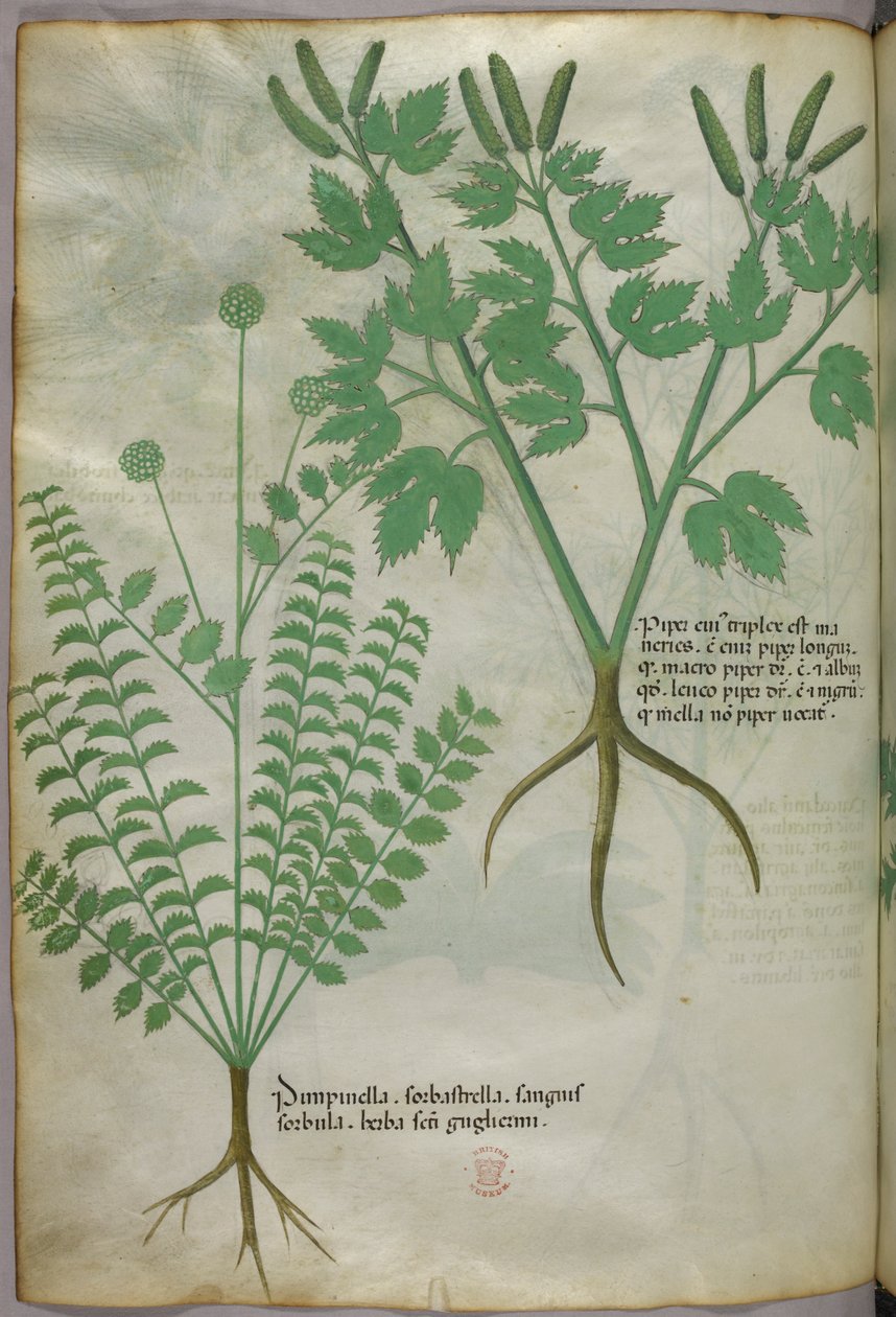 Botanisk illustration, ca. 1440 (blæk og farve på pergament) af Italian School