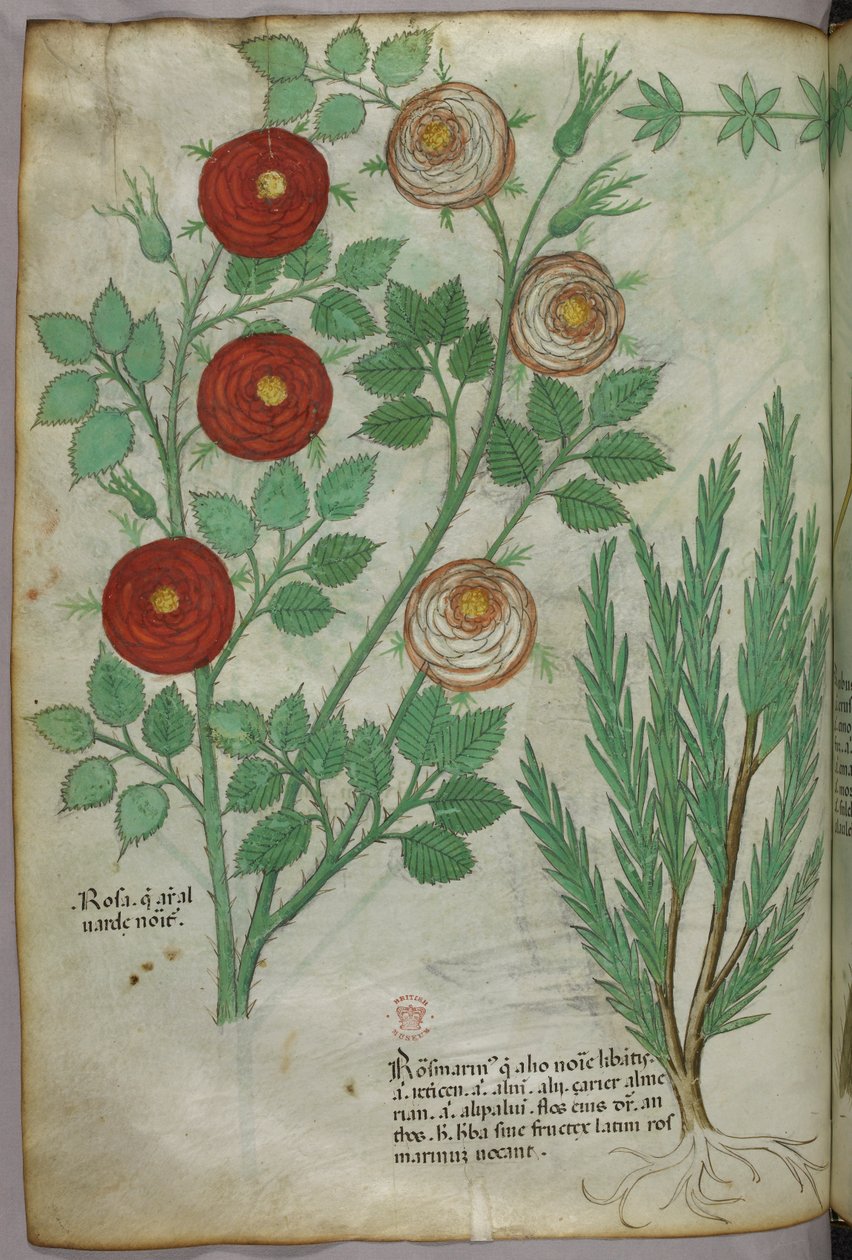 Botanisk illustration, ca. 1440 (blæk og farve på pergament) af Italian School