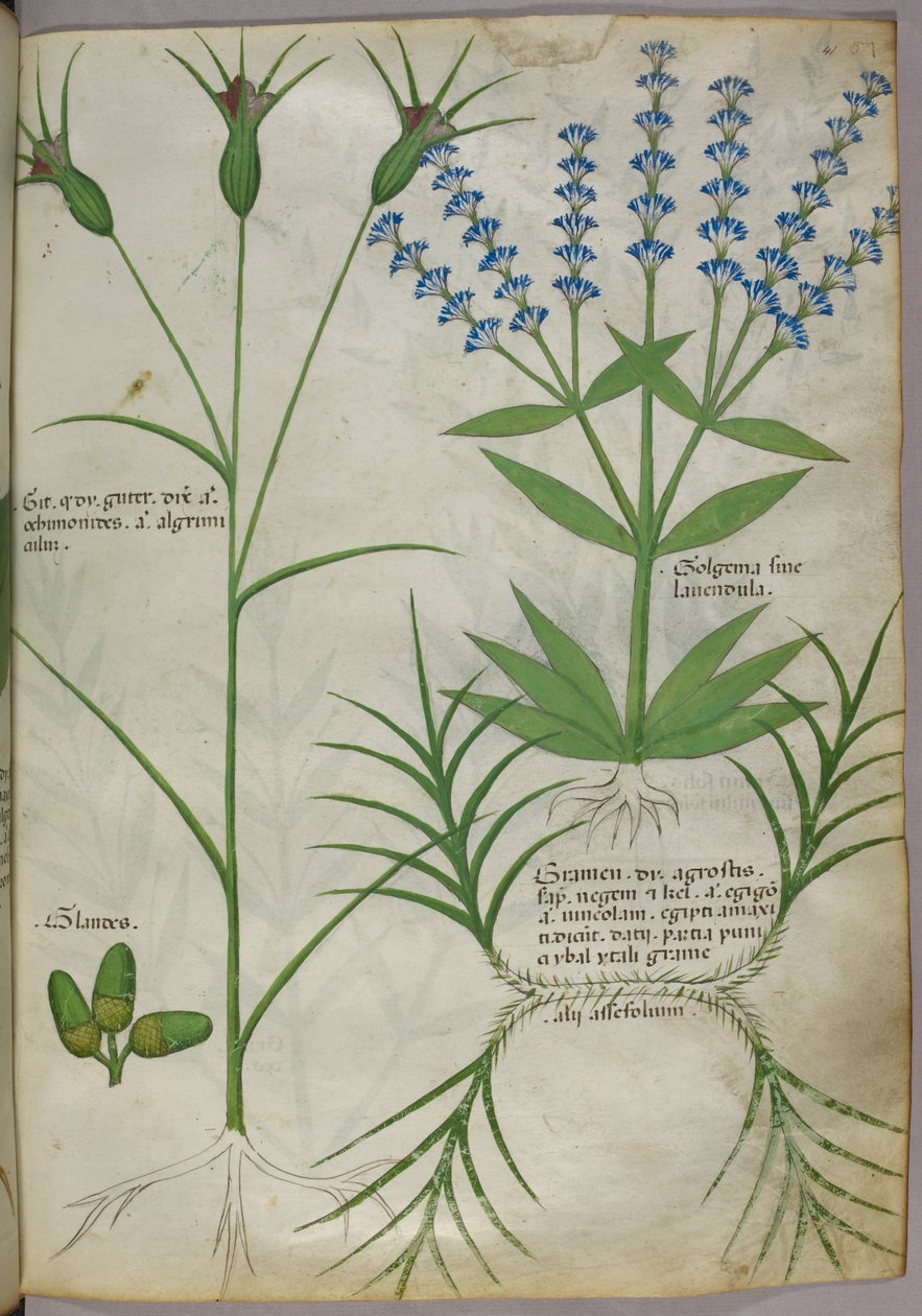 Botanisk illustration, ca. 1440 (pergament), ca. 1440 (blæk og farve på pergament) af Italian School