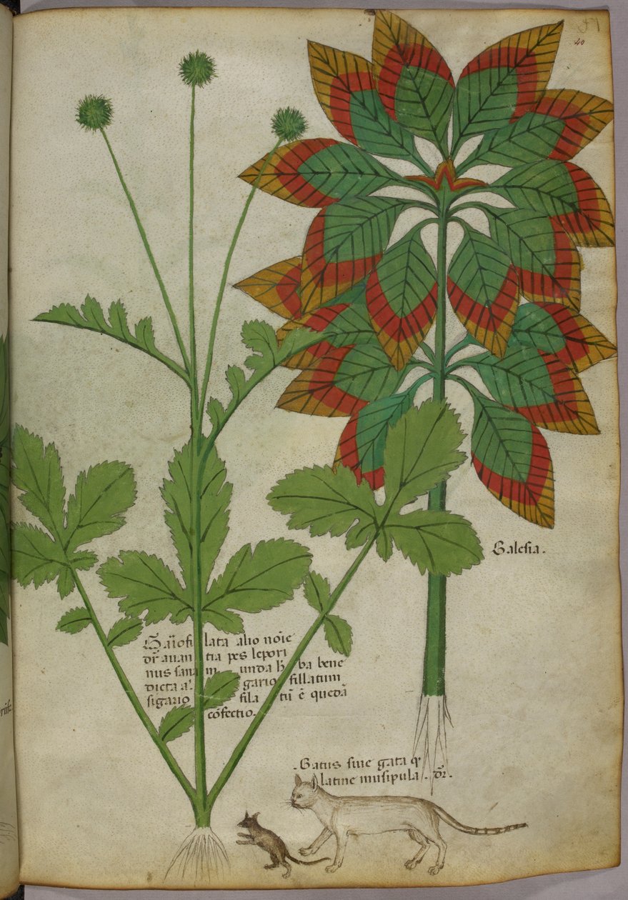 Botanisk illustration, fra Herbal, Tractatus de Herbis, Sloane 4016 f.40r, ca. 1440, ca. 1440 (blæk og farve på pergament) af Italian School