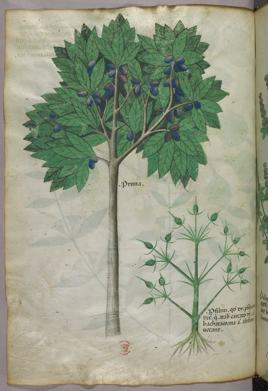 Botanisk illustration af et frugttræ og en plante, ca. 1440 (blæk og farve på pergament) af Italian School
