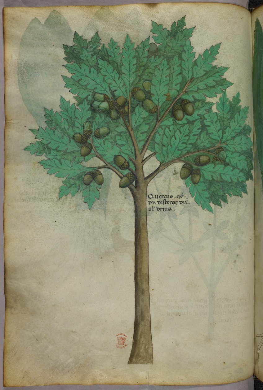 Botanisk illustration af et nøddetræ, ca. 1440 (blæk og farve på pergament) af Italian School