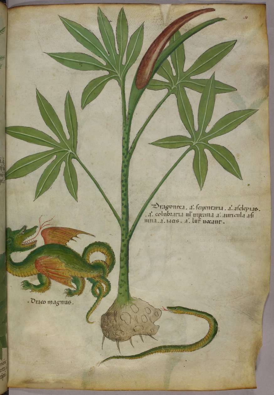 Botanisk illustration af en plante, en drage og en slange, ca. 1440 (blæk og farve på pergament) af Italian School