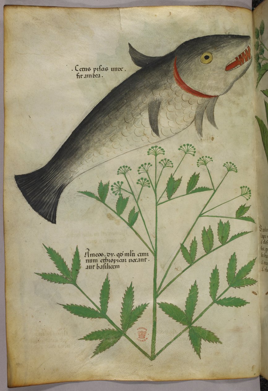 Botanisk illustration af en plante og en fisk, ca. 1440 (blæk og farve på pergament) af Italian School