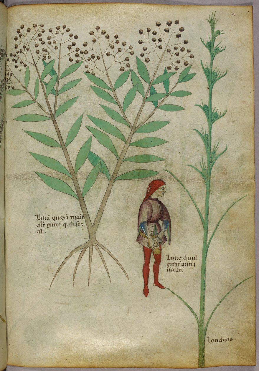Botanisk illustration af en plante og en mand, der urinerer i en potte, ca. 1440 (blæk og farve på papir) af Italian School