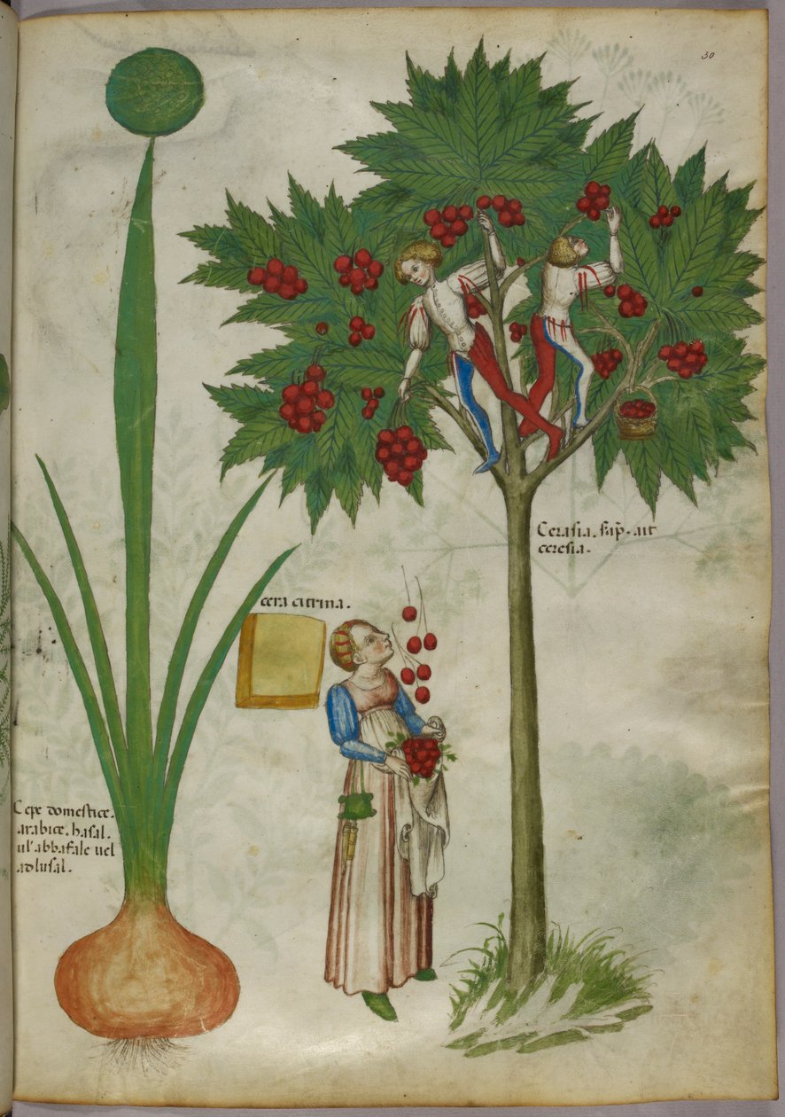 Botanisk illustration af en plante og drenge, der står i grenene på et frugttræ og plukker frugt og kaster den ned til en kvinde, der står nedenunder, ca. 1440 (blæk og farve på pergament) af Italian School