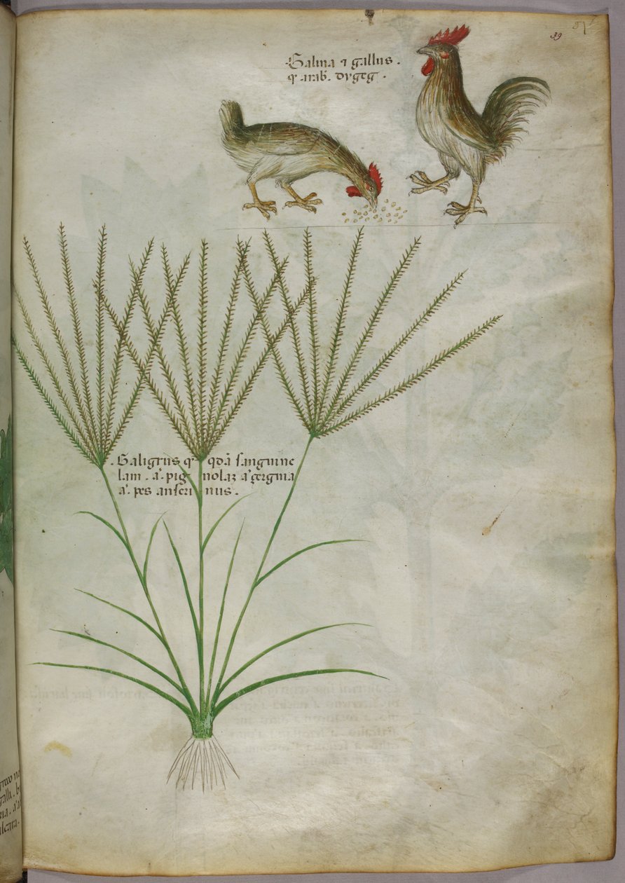 Botanisk illustration af en plante og to haner, ca. 1440 (blæk og farve på pergament) af Italian School