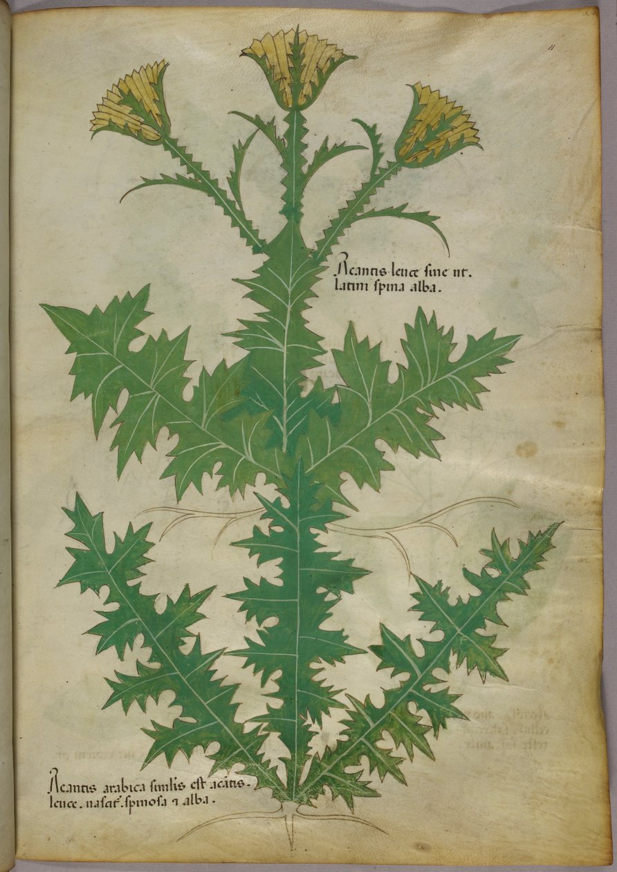 Botanisk illustration af en plante, ca. 1440 (blæk og farve på pergament) af Italian School