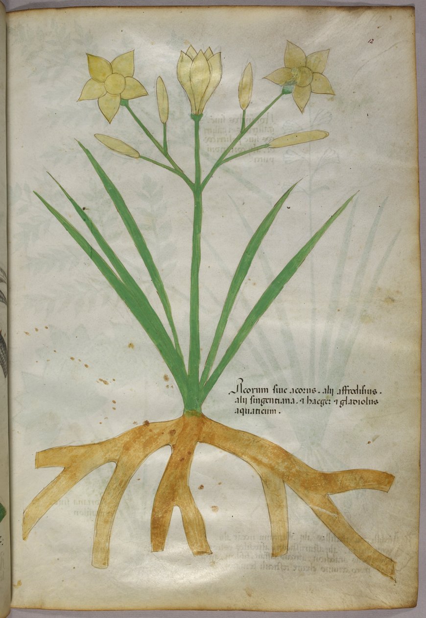 Botanisk illustration af en plante, ca. 1440 (blæk og farve på pergament) af Italian School