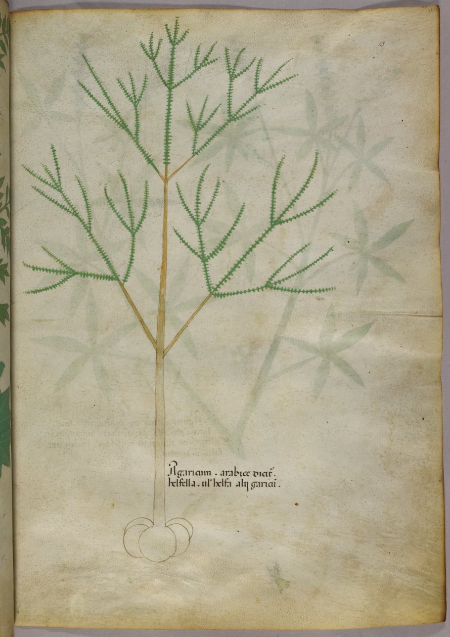 Botanisk illustration af en plante, ca. 1440 (blæk og farve på pergament) af Italian School