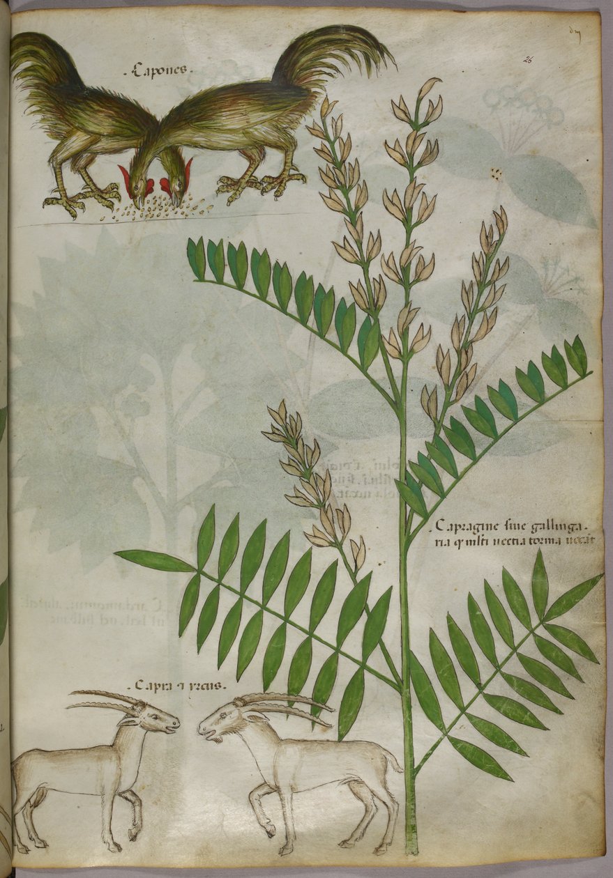Botanisk illustration af en plante, to geder og to fugle, ca. 1440 (blæk og farve på pergament) af Italian School