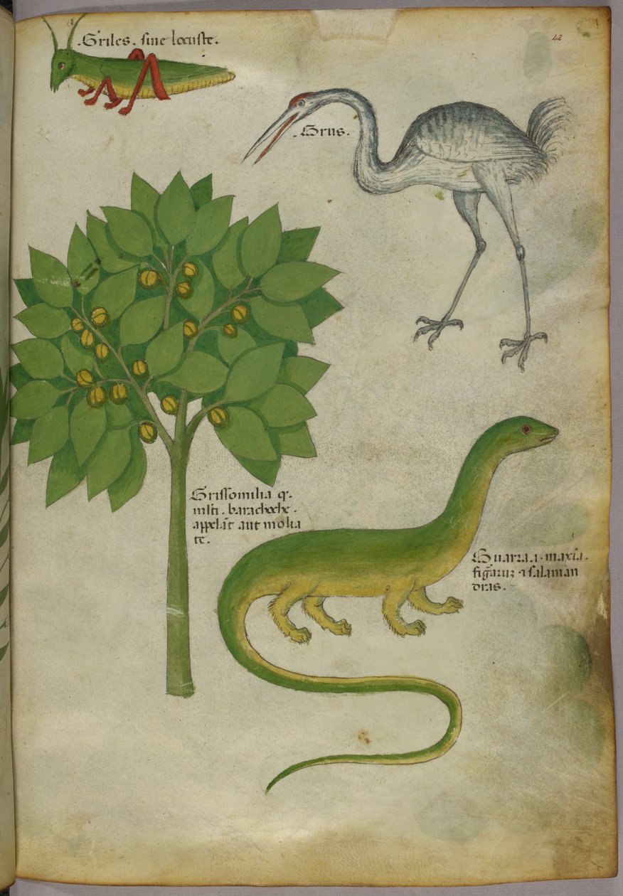 Botanisk illustration af en plante med en fårekylling, en trane og en salamander, ca. 1440 (blæk og farve på pergament) af Italian School