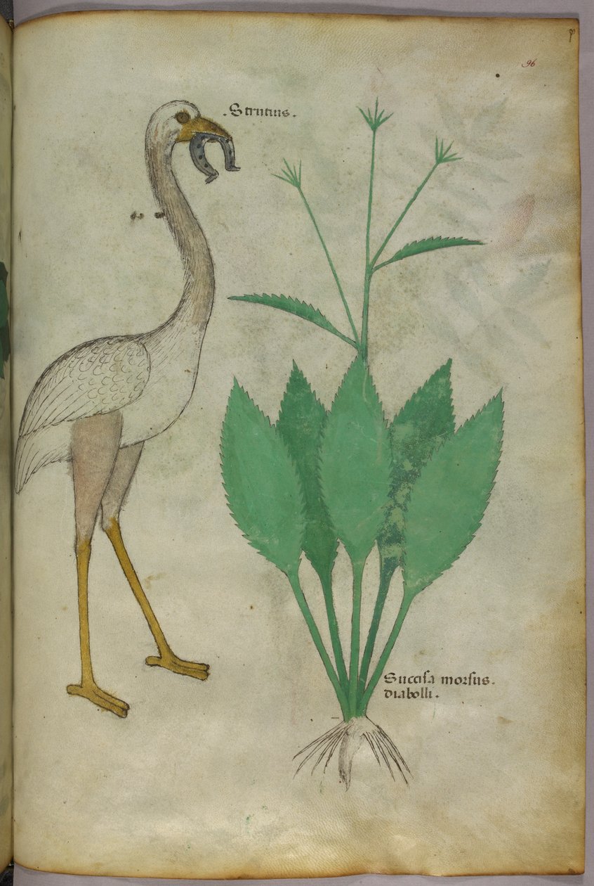 Botanisk illustration af en plante med en flamingolignende fugl, ca. 1440 (blæk og farve på pergament) af Italian School