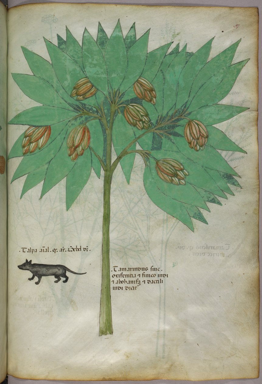 Botanisk illustration af en plante med et dyr, ca. 1440 (blæk og farve på pergament) af Italian School