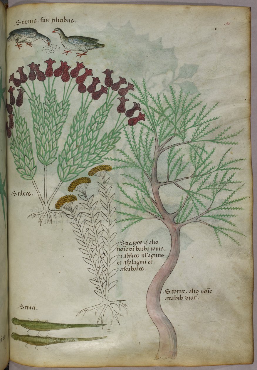 Botanisk illustration af en plante med fugle og insekter, ca. 1440 (blæk og farve på pergament) af Italian School