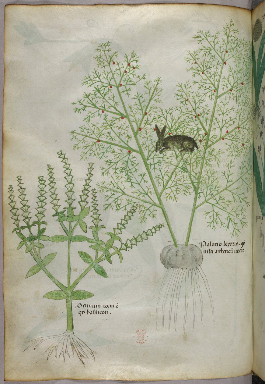 Botanisk illustration af en sød basilikumplante [ocimum] og en hare blandt asparges [palatio leporis], ca. 1440 (blæk og farve på pergament) af Italian School
