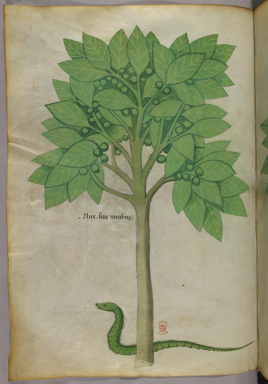 Botanisk illustration af et træ og en slange, ca. 1440 (blæk og farve på pergament) af Italian School