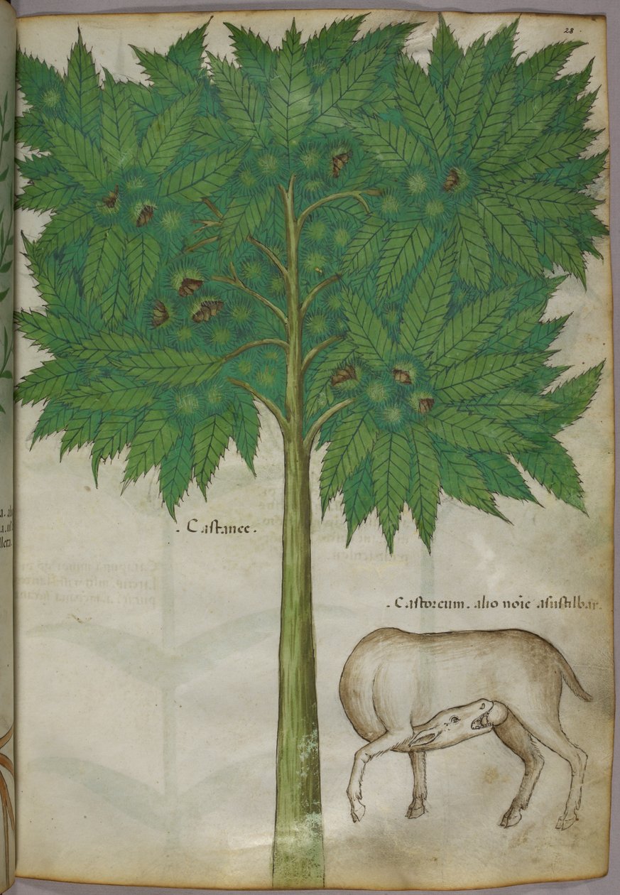 Botanisk illustration af et træ og et dyr, ca. 1440 (blæk og farve på pergament) af Italian School