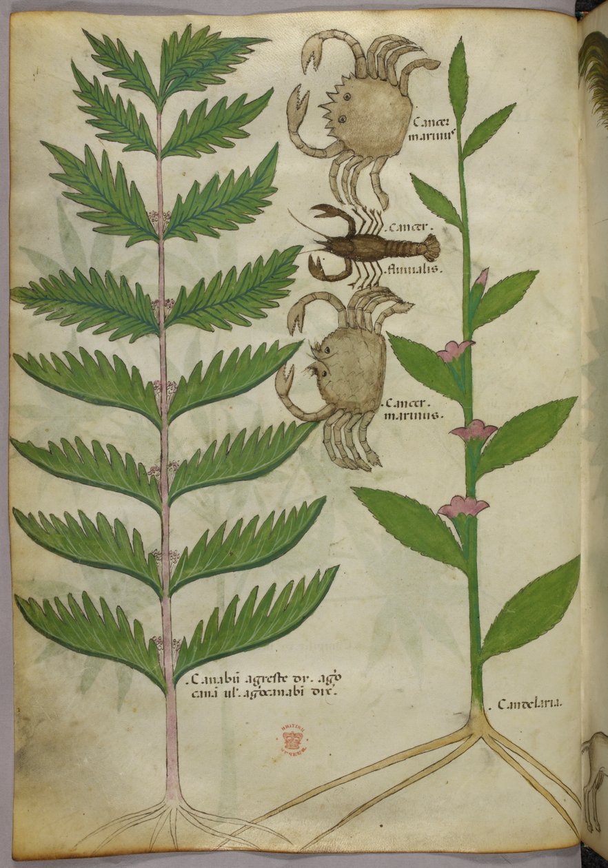 Botanisk illustration af krabber og en skorpion, ca. 1440 (blæk og farve på pergament) af Italian School