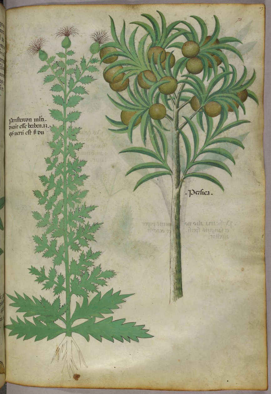 Botanisk illustration af melontræ, ca. 1440 (blæk og farve på pergament) af Italian School