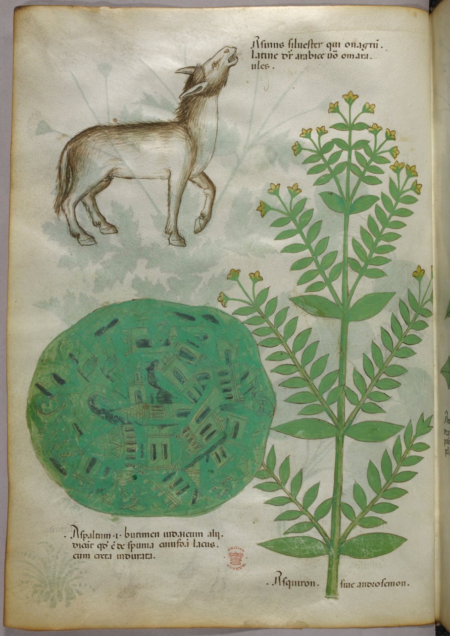 Botanisk illustration af plante med hest, ca. 1440 (blæk og farve på pergament) af Italian School