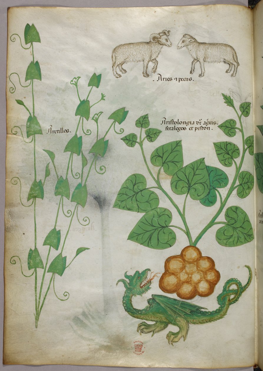 Botanisk illustration af planter, en drage og får, ca. 1440 (blæk og farve på pergament) af Italian School