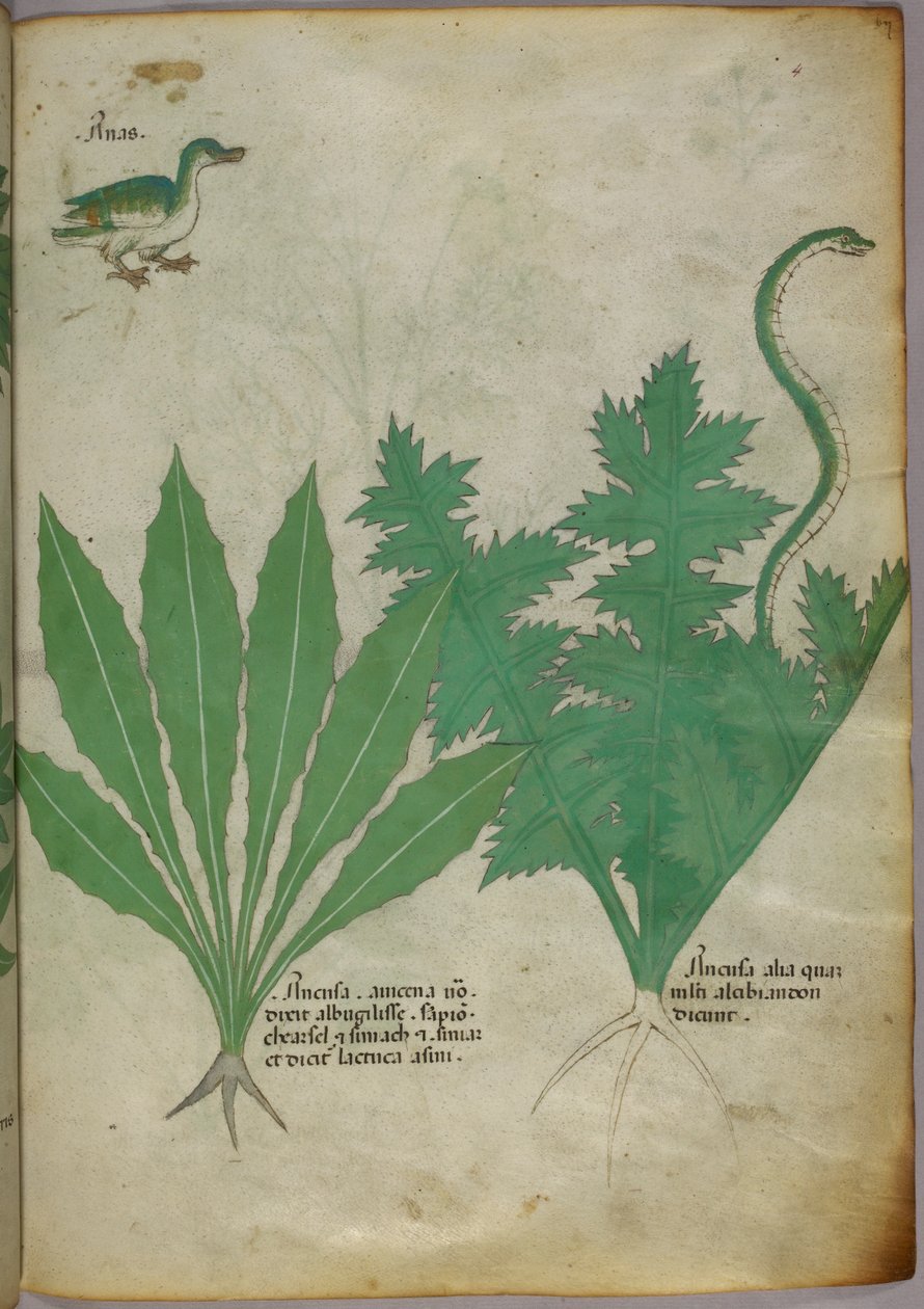 Botanisk illustration af planter, en slange og en and, ca. 1440 (blæk og farve på pergament) af Italian School