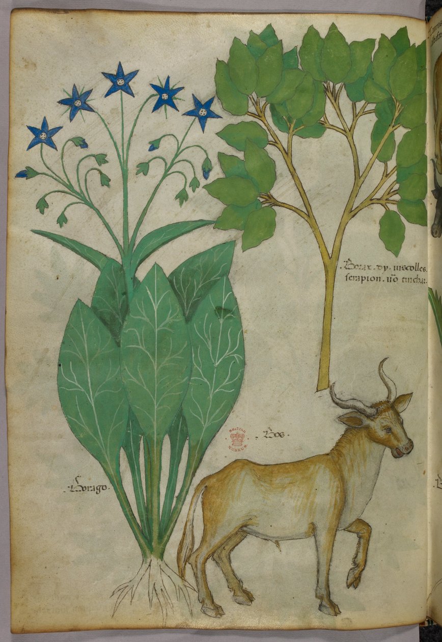 Botanisk illustration af planter og en tyr, ca. 1440 (blæk og farve på pergament) af Italian School