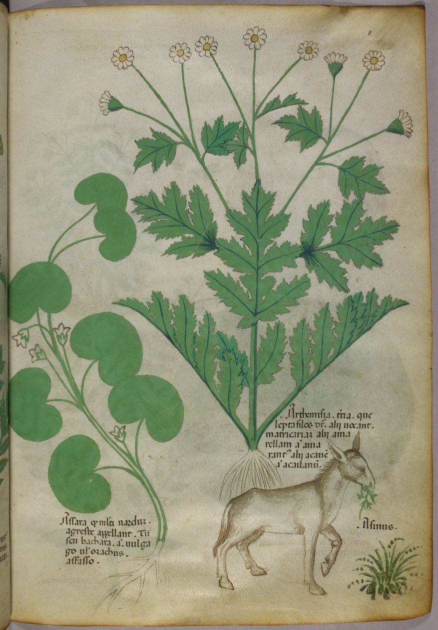 Botanisk illustration af planter og et æsel, ca. 1440 (blæk og farve på pergament) af Italian School