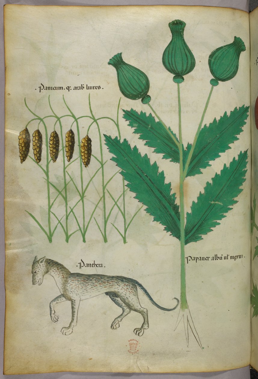 Botanisk illustration af planter og en panter, ca. 1440 (blæk og farve på pergament) af Italian School