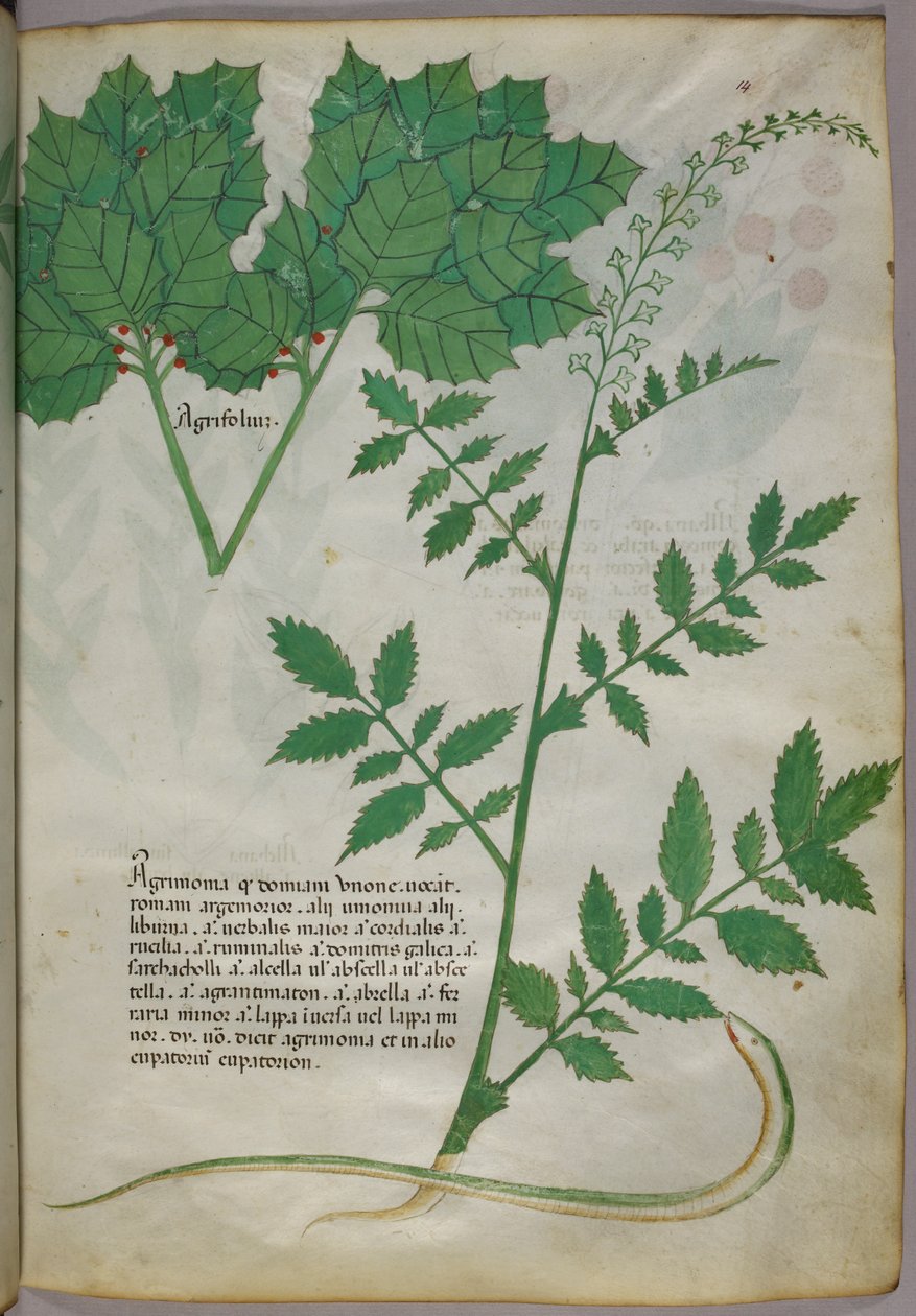 Botanisk illustration af planter og en slange, ca. 1440 (blæk og farve på pergament) af Italian School