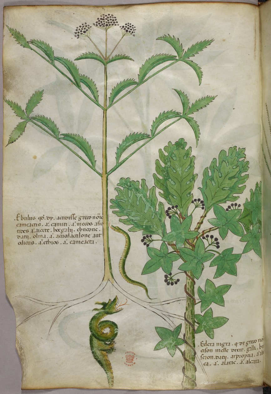 Botanisk illustration af planter og en slange, ca. 1440 (blæk og farve på pergament) af Italian School