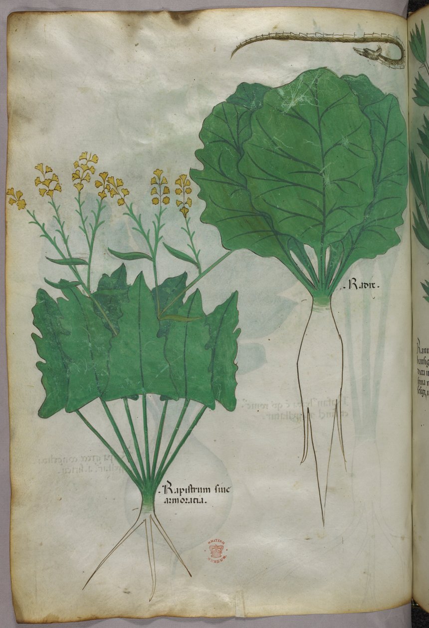 Botanisk illustration af planter og en slange, ca. 1440 (blæk og farve på pergament) af Italian School