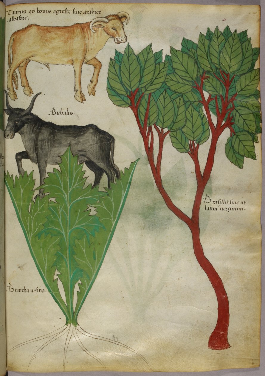 Botanisk illustration af planter og tyre, ca. 1440 (blæk og farve på pergament) af Italian School