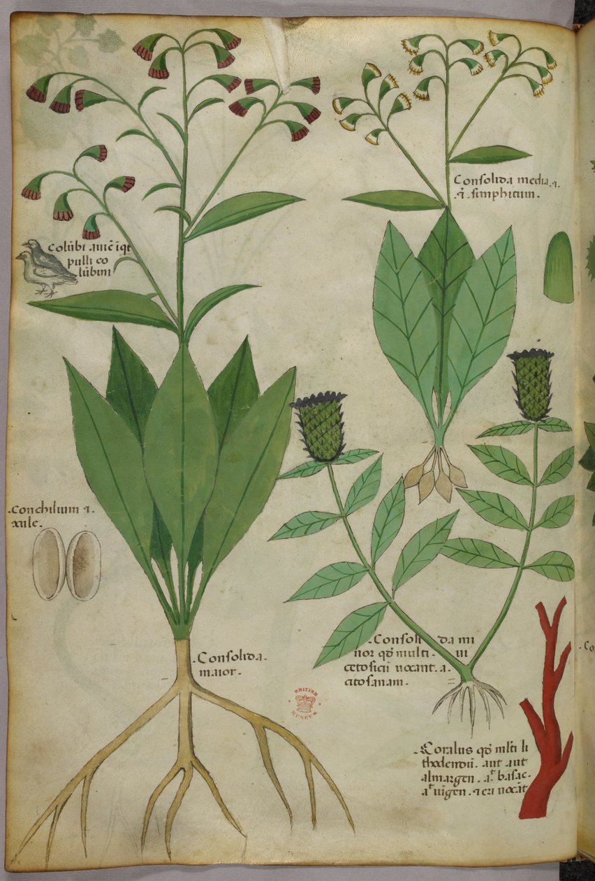 Botanisk illustration af planter og koraller med en slange og en hjort, ca. 1440 (blæk og farve på pergament) af Italian School